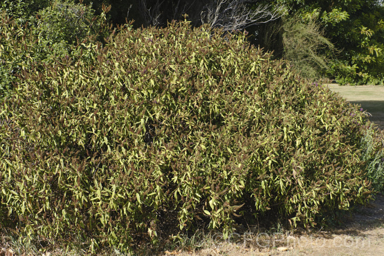 A shrubby Veronica (syn. Hebe</i>) that has succumbed to drought. Once the foliage reaches this stage it will die. If there is enough moisture in the stems, however, the plant may be able to reshoot. But if the soil is so dry that the plant has reached what is known as the permanent wilting point, it will not recover. pests-and-diseases-3512htm'>Plant. Pests and Diseases</a>