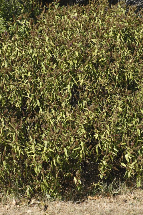 A shrubby Veronica (syn. Hebe</i>) that has succumbed to drought. Once the foliage reaches this stage it will die. If there is enough moisture in the stems, however, the plant may be able to reshoot. But if the soil is so dry that the plant has reached what is known as the permanent wilting point, it will not recover. pests-and-diseases-3512htm'>Plant. Pests and Diseases</a>