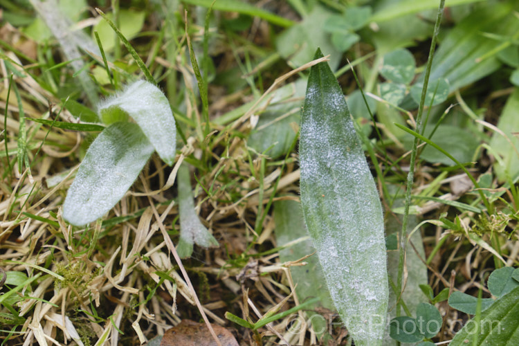 Powdery mildew on a plantain. Powdery mildew is not a single disease but a range of fungal problems of the order. Erysiphales that are usually specific to a family of plant hosts. They are, however, generally similar in appearance, characterised by the powdery white or pale grey deposit that forms mainly on the upper surfaces of the leaves or sometimes on fruit. Powdery mildew deposits are usually seen on the upper surface of the leaf, while the far more damaging downy mildew causes discoloring of the upper surface but he deposit forms firstly on the underside. pests-and-diseases-3512htm'>Plant. Pests and Diseases</a>