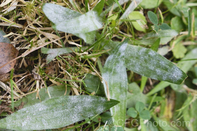 Powdery mildew on a plantain. Powdery mildew is not a single disease but a range of fungal problems of the order. Erysiphales that are usually specific to a family of plant hosts. They are, however, generally similar in appearance, characterised by the powdery white or pale grey deposit that forms mainly on the upper surfaces of the leaves or sometimes on fruit. Powdery mildew deposits are usually seen on the upper surface of the leaf, while the far more damaging downy mildew causes discoloring of the upper surface but he deposit forms firstly on the underside. pests-and-diseases-3512htm'>Plant. Pests and Diseases</a>