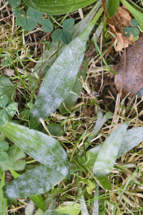 Powdery mildew on a plantain. Powdery mildew is not a single disease but a range of fungal problems of the order. Erysiphales that are usually specific to a family of plant hosts. They are, however, generally similar in appearance, characterised by the powdery white or pale grey deposit that forms mainly on the upper surfaces of the leaves or sometimes on fruit. Powdery mildew deposits are usually seen on the upper surface of the leaf, while the far more damaging downy mildew causes discoloring of the upper surface but he deposit forms firstly on the underside. pests-and-diseases-3512htm'>Plant. Pests and Diseases</a>