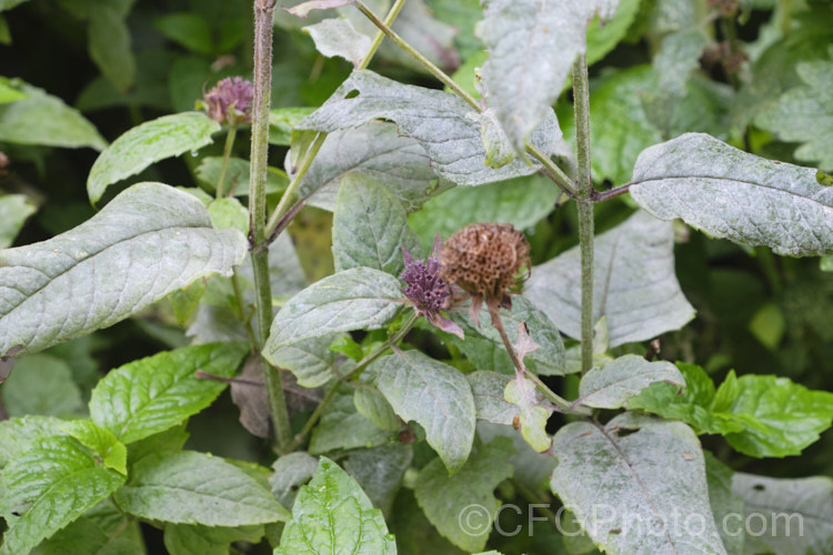 Powdery mildew on a bergamot (genus. Monarda</i>). Powdery mildew is not a single disease but a range of fungal problems of the order. Erysiphales that are usually specific to a family of plant hosts. They are, however, generally similar in appearance, characterised by the powdery white or pale grey deposit that forms mainly on the upper surfaces of the leaves or sometimes on fruit. Powdery mildew deposits are usually seen on the upper surface of the leaf, while the far more damaging downy mildew causes discoloring of the upper surface but he deposit forms firstly on the underside. It is often part of the general process of decay and when it occurs late in the season like this, it is not really a problem. pests-and-diseases-3512htm'>Plant. Pests and Diseases</a>