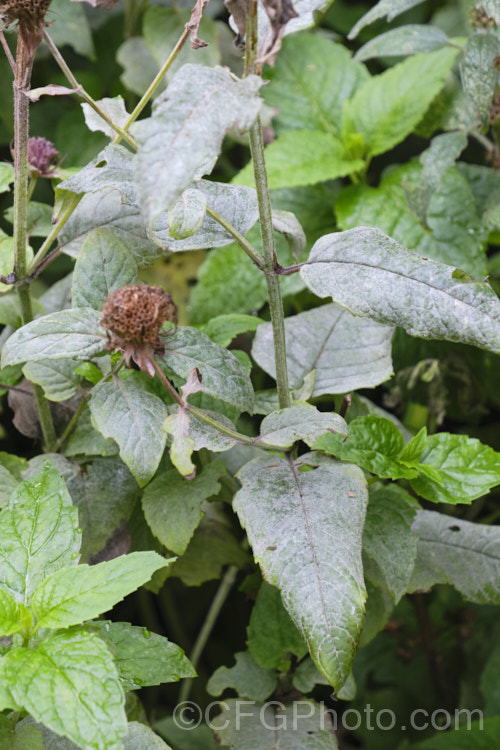 Powdery mildew on a bergamot (genus. Monarda</i>). Powdery mildew is not a single disease but a range of fungal problems of the order. Erysiphales that are usually specific to a family of plant hosts. They are, however, generally similar in appearance, characterised by the powdery white or pale grey deposit that forms mainly on the upper surfaces of the leaves or sometimes on fruit. Powdery mildew deposits are usually seen on the upper surface of the leaf, while the far more damaging downy mildew causes discoloring of the upper surface but he deposit forms firstly on the underside. It is often part of the general process of decay and when it occurs late in the season like this, it is not really a problem. pests-and-diseases-3512htm'>Plant. Pests and Diseases</a>