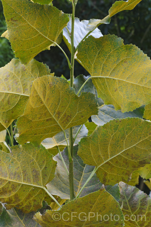 Rust fungus of the genus Melampsora on the undersides of the foliage of an Eastern Cottonwood or Virginia Necklace Poplar (<i>Populus deltoides</i>), a deciduous tree to 30m tall, native to the eastern and central United States. Rust is common on poplars and often overwinters on other species, such as groundsel (<i>Senecio vulgaris</i>). pests-and-diseases-3512htm'>Plant. Pests and Diseases</a>