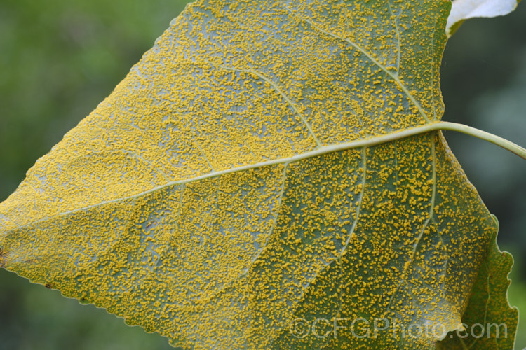 Rust fungus of the genus Melampsora on the undersides of the foliage of an Eastern Cottonwood or Virginia Necklace Poplar (<i>Populus deltoides</i>), a deciduous tree to 30m tall, native to the eastern and central United States. Rust is common on poplars and often overwinters on other species, such as groundsel (<i>Senecio vulgaris</i>). pests-and-diseases-3512htm'>Plant. Pests and Diseases</a>