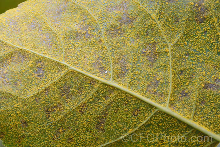 Rust fungus of the genus Melampsora on the undersides of the foliage of an Eastern Cottonwood or Virginia Necklace Poplar (<i>Populus deltoides</i>), a deciduous tree to 30m tall, native to the eastern and central United States. Rust is common on poplars and often overwinters on other species, such as groundsel (<i>Senecio vulgaris</i>). pests-and-diseases-3512htm'>Plant. Pests and Diseases</a>