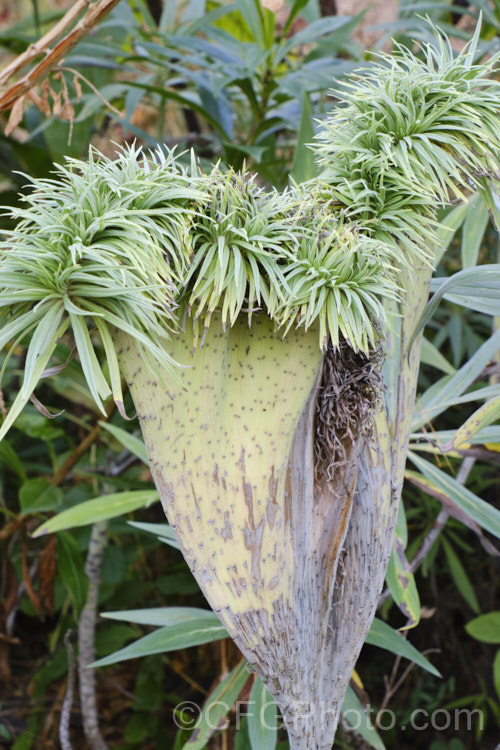 A fasciation on Echium candicans. Fasciations are types of deformation that cause stems to be flattened and widened. Stems may also fuse together. Also known as cresting, it can result from several causes, such as hormonal imbalance, genetic mutation or infection. pests-and-diseases-3512htm'>Plant. Pests and Diseases</a>