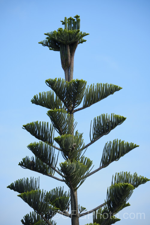 A Norfolk Pine (<i>Araucaria heterophylla</i>) with fasciation of its top growth. Fasciations are types of deformation that cause stems to be flattened and widened. Stems may also fuse together. Also known as cresting, it can result from several causes, such as hormonal imbalance, genetic mutation or infection. pests-and-diseases-3512htm'>Plant. Pests and Diseases</a>