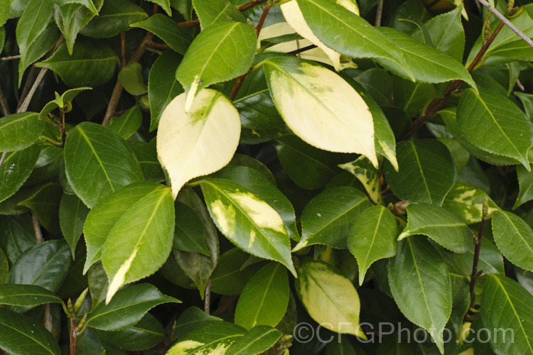 A <i>Camellia japonica</i> cultivar with variegated foliage due to infection by a virus disease that is spread by vegetative propagation.