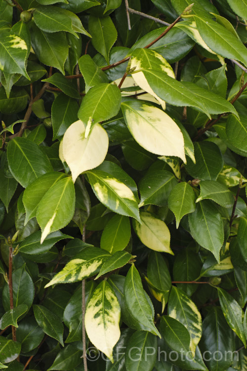 A <i>Camellia japonica</i> cultivar with variegated foliage due to infection by a virus disease that is spread by vegetative propagation.