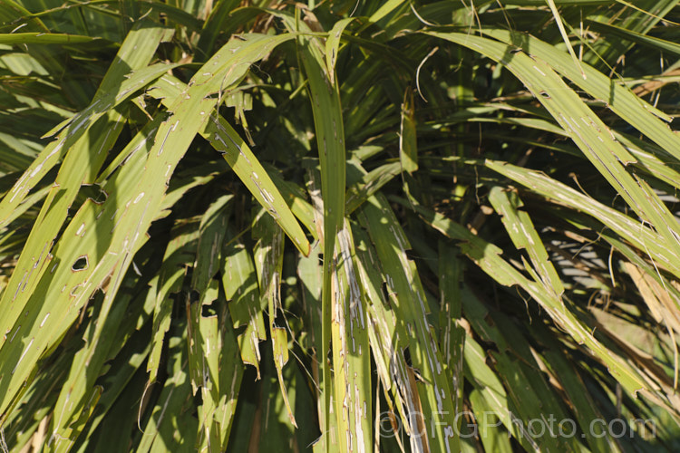 Cabbage Tree or Ti. Kouka (<i>Cordyline australis</i>) foliage damaged by the larvae of the cabbage tree moth (<i>Epiphryne verriculata</i>). The moth, which is coloured to resemble dried cabbage tree leaves is often very hidden and the caterpillars are nocturnal. pests-and-diseases-3512htm'>Plant. Pests and Diseases</a>