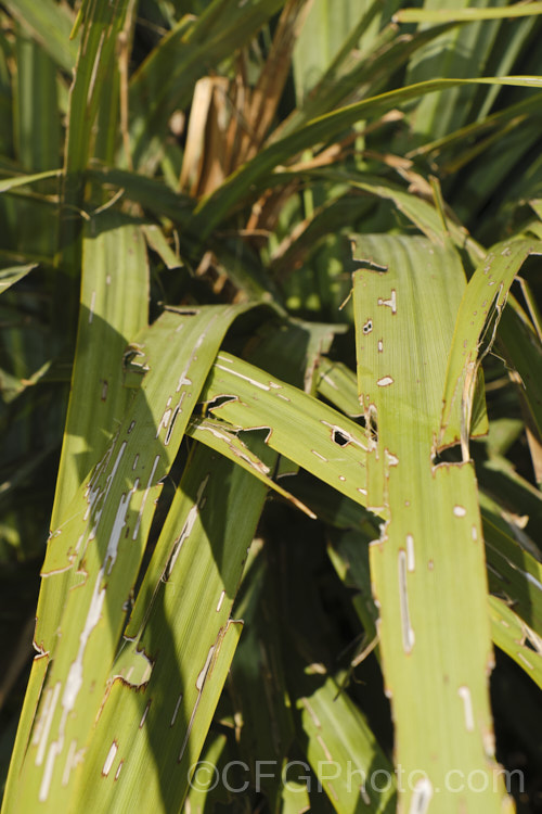 Cabbage Tree or Ti. Kouka (<i>Cordyline australis</i>) foliage damaged by the larvae of the cabbage tree moth (<i>Epiphryne verriculata</i>). The moth, which is coloured to resemble dried cabbage tree leaves is often very hidden and the caterpillars are nocturnal. pests-and-diseases-3512htm'>Plant. Pests and Diseases</a>