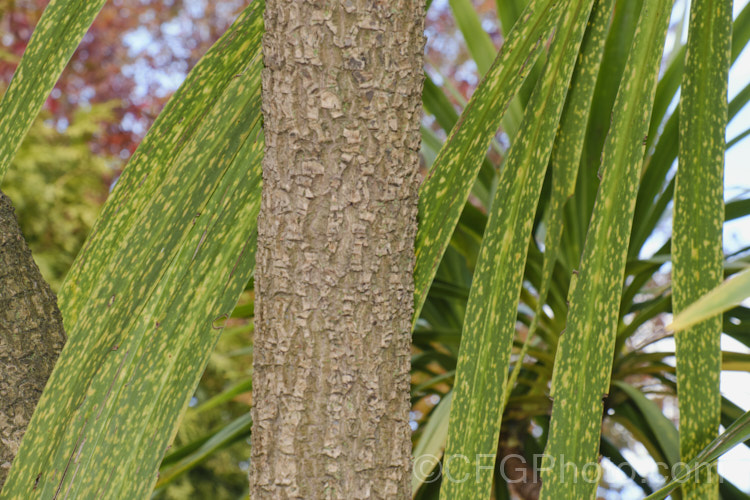 Cabbage Tree or Ti. Kouka (<i>Cordyline australis</i>) foliage with dense pattern of yellow spotting. Most like caused by a fungal disease, this may be a form of downy mildew or the early stages of rust. pests-and-diseases-3512htm'>Plant. Pests and Diseases</a>