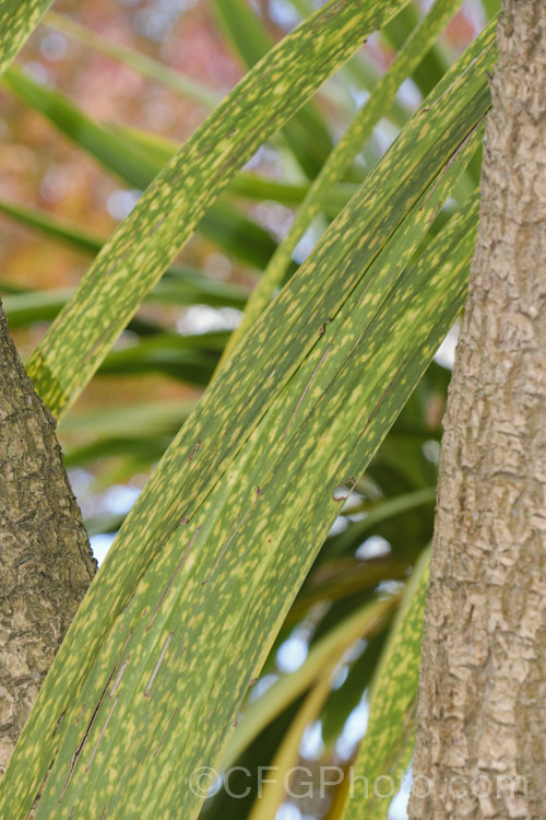 Cabbage Tree or Ti. Kouka (<i>Cordyline australis</i>) foliage with dense pattern of yellow spotting. Most like caused by a fungal disease, this may be a form of downy mildew or the early stages of rust. pests-and-diseases-3512htm'>Plant. Pests and Diseases</a>