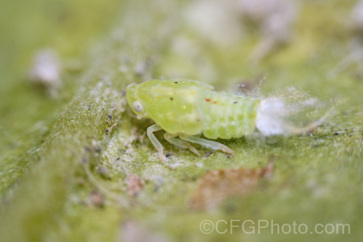 The larvae of the Green Leaf Hopper or Green Planthopper (<i>Siphanta acuta</i>). Hoppers are common plant pest, the larvae of which suck sap from plants and may help spread diseases. Some have larvae, known as spittlebugs, that protect themselves in a foam that they produce from the sap