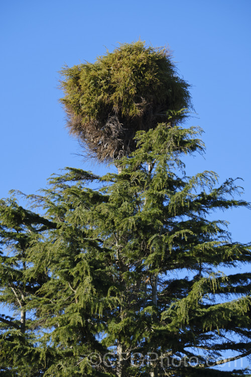 A large witch's broom, an area of clustered, congested growth, atop a Cedar (<i>Cedrus sp</i>). The dense growth of witch's brooms is often genetically stable and several dwarf cultivars of various species have been raised by using them for propagation. pests-and-diseases-3512htm'>Plant. Pests and Diseases</a>