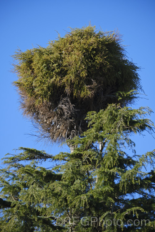 A large witch's broom, an area of clustered, congested growth, atop a Cedar (<i>Cedrus sp</i>). The dense growth of witch's brooms is often genetically stable and several dwarf cultivars of various species have been raised by using them for propagation. pests-and-diseases-3512htm'>Plant. Pests and Diseases</a>