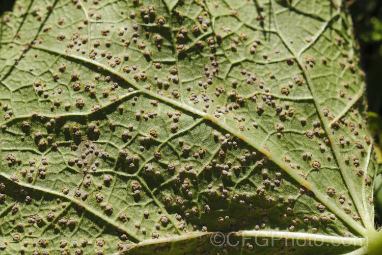 Developing hollyhock rust (<i>Puccinia malvacearum</i>) on the underside of the foliage. When ready to shed spores, the capsules will turn a rusty red colour. pests-and-diseases-3512htm'>Plant. Pests and Diseases</a>