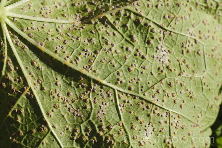 Developing hollyhock rust (<i>Puccinia malvacearum</i>) on the underside of the foliage. When ready to shed spores, the capsules will turn a rusty red colour. pests-and-diseases-3512htm'>Plant. Pests and Diseases</a>