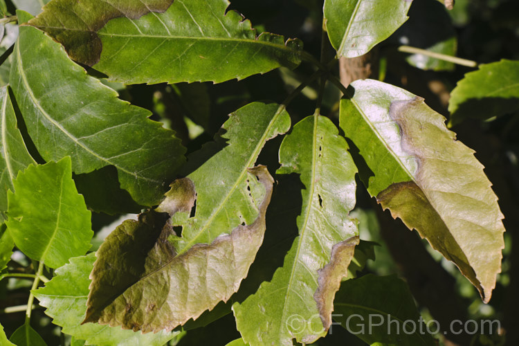 The foliage of Pseudopanax arboreum showing the effects of sun scald. While normally quite sun tolerant, if the foliage has been shaded and then exposed to hot sun, it may burn. pests-and-diseases-3512htm'>Plant. Pests and Diseases</a>