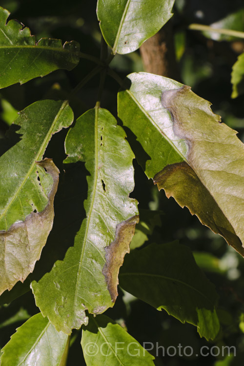 The foliage of Pseudopanax arboreum showing the effects of sun scald. While normally quite sun tolerant, if the foliage has been shaded and then exposed to hot sun, it may burn. pests-and-diseases-3512htm'>Plant. Pests and Diseases</a>