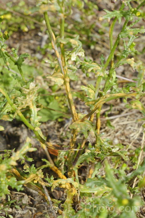 Puccinia lagenophorae is a fungal rust that attack the common groundsel (<i>Senecio vulgaris</i>) and sometimes other species in the genus. Senecio. It does not appear to attack plants of other genera. By the time it reaches the orange stage shown here, it is shedding spores. pests-and-diseases-3512htm'>Plant. Pests and Diseases</a>