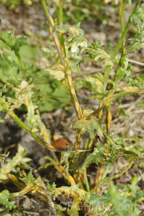 Puccinia lagenophorae is a fungal rust that attack the common groundsel (<i>Senecio vulgaris</i>) and sometimes other species in the genus. Senecio. It does not appear to attack plants of other genera. By the time it reaches the orange stage shown here, it is shedding spores. pests-and-diseases-3512htm'>Plant. Pests and Diseases</a>