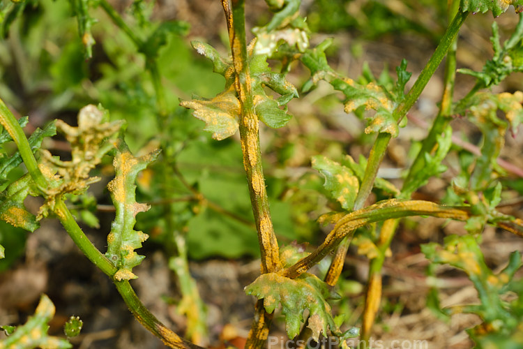 <i>Puccinia lagenophorae</i> is a fungal rust that attack the common groundsel (<i>Senecio vulgaris</i>) and sometimes other species in the genus Senecio. It does not appear to attack plants of other genera. By the time it reaches the orange stage shown here, it is shedding spores.