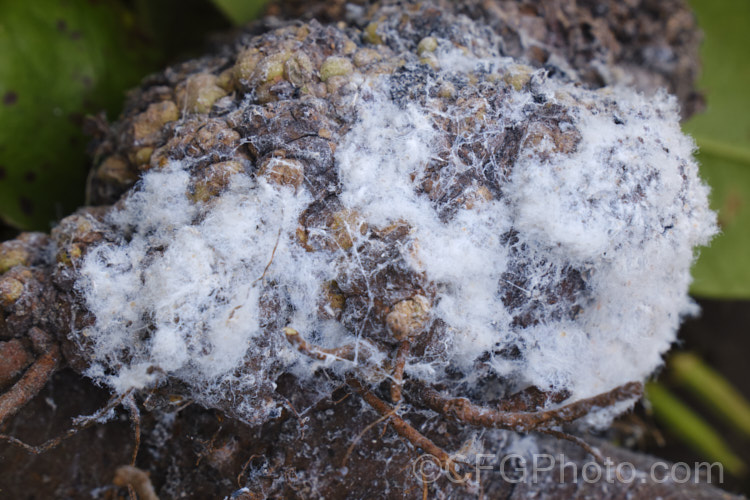 A dense cluster of Woolly Apple Aphids (<i>Eriosoma lanigerum</i>), a pest of apples and pears that initially affects the top growth, but which is a far more significant problem when it attacks the roots. It can then interrupt the flow sap and nutrients to the plant and may spread viral diseases. This image shows an undisturbed cluster covered with woolly threads.