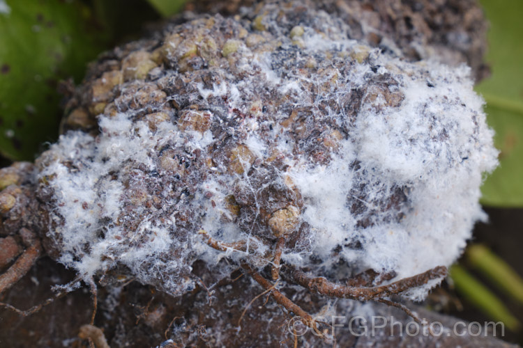 A dense cluster of Woolly Apple Aphids (<i>Eriosoma lanigerum</i>), a pest of apples and pears that initially affects the top growth, but which is a far more significant problem when it attacks the roots. It can then interrupt the flow sap and nutrients to the plant and may spread viral diseases. In this image some of the woolly threads have been removed to more clearly show the aphids. A few scale insects are also present.