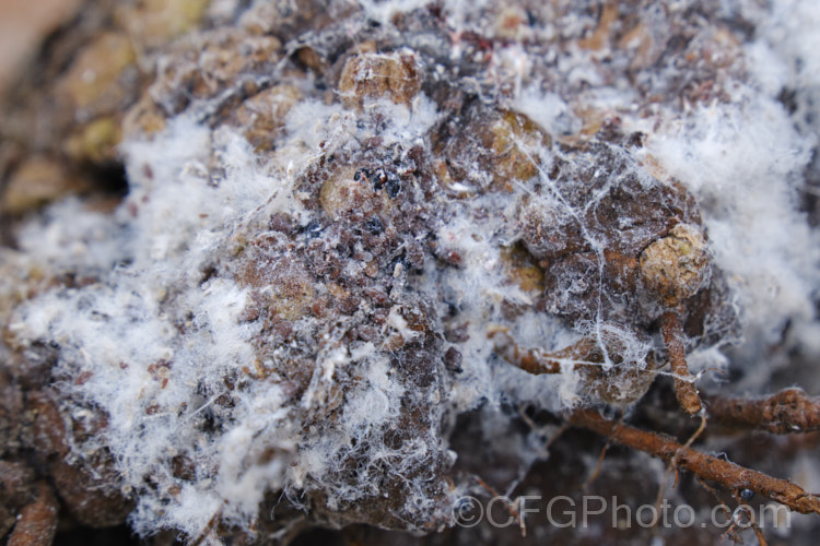 A dense cluster of Woolly Apple Aphids (<i>Eriosoma lanigerum</i>), a pest of apples and pears that initially affects the top growth, but which is a far more significant problem when it attacks the roots. It can then interrupt the flow sap and nutrients to the plant and may spread viral diseases. In this image some of the woolly threads have been removed to more clearly show the aphids. A few scale insects are also present.