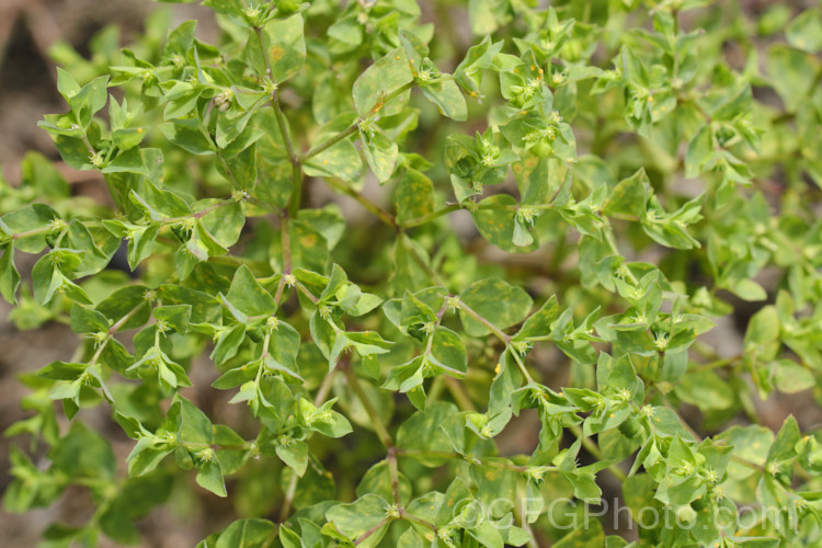 A Milkweed (<i>Euphorbia pepulus</i>) with rust fungus developing on it. This common garden weed, originally native to Eurasia and North Africa, is now widely naturalised and occurs mainly on light, freshly cultivated ground.