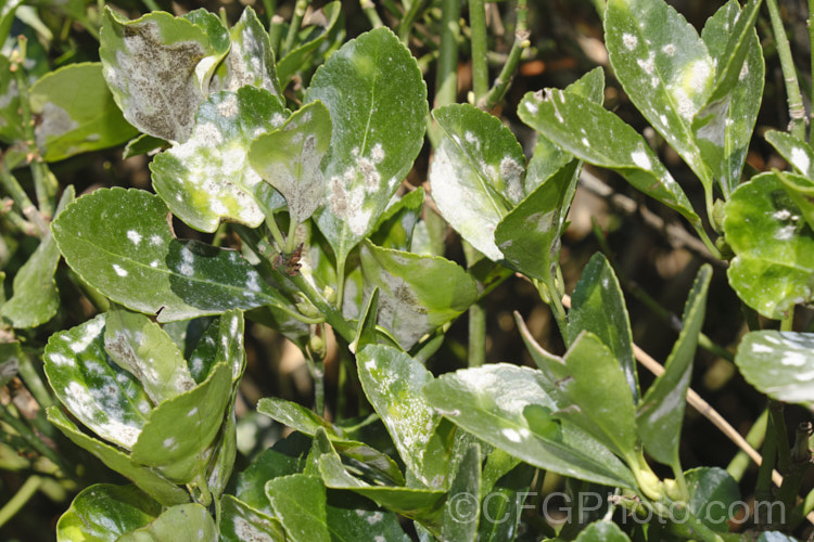 Powdery mildew on Euonymus japonicus. This particular mildew (<i>Erysiphe euonymicola [syn. Oidium euonymi-japonici]) is specific to Euonymus japonicus and is very common, more so on the green-leaved species rather than the variegated cultivars. This image shows an advanced case at the point in autumn where overwintering spores are about to be released. Left unchecked the disease will cause stunted yellow leaves and, eventually, partial defoliation. pests-and-diseases-3512htm'>Plant. Pests and Diseases</a>