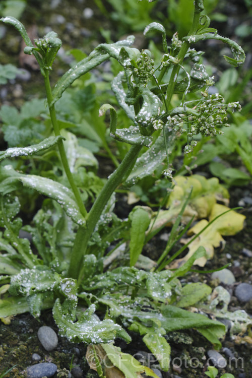 White rust (<i>Albugo candida</i>) on a shepherd's purse (<i>Capsella bursa-pastoris</i>). Common on members of the cabbage family (<i>Brassicaceae</i>), this fungal disease causes distorted and stunted growth before the development of the sporangia-bearing white blisters. pests-and-diseases-3512htm'>Plant. Pests and Diseases</a>