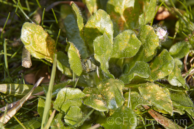 Rust fungus (order. Uredinales</i>) on the upper leaf surfaces of the common lawn daisy (<i>Bellis perennis</i>). Rusts usually pass through several spore stages and tend to be wind distributed. Such fungal diseases can cause difficulties when cultivating the ornamental forms of these daisies. pests-and-diseases-3512htm'>Plant. Pests and Diseases</a>