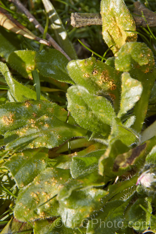 Rust fungus (order. Uredinales</i>) on the upper leaf surfaces of the common lawn daisy (<i>Bellis perennis</i>). Rusts usually pass through several spore stages and tend to be wind distributed. Such fungal diseases can cause difficulties when cultivating the ornamental forms of these daisies. pests-and-diseases-3512htm'>Plant. Pests and Diseases</a>