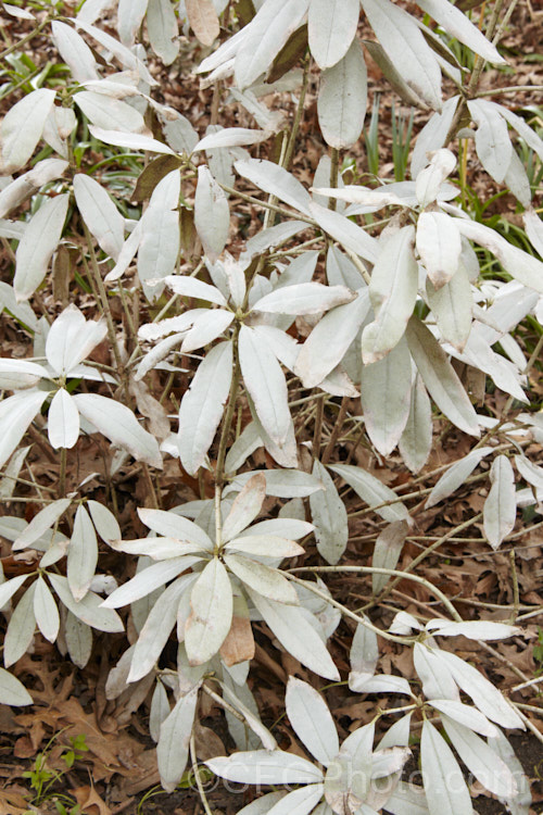 A rhododendron showing the signs of severe damage by thrips. The silvering of the foliage occurs when the thrips, which are found on the undersides of the leaves, suck most of the sap from between the layers of the leaf. This damage is not reversible, but if treated the plant may be able to produce new foliage and recover. pests-and-diseases-3512htm'>Plant. Pests and Diseases</a>