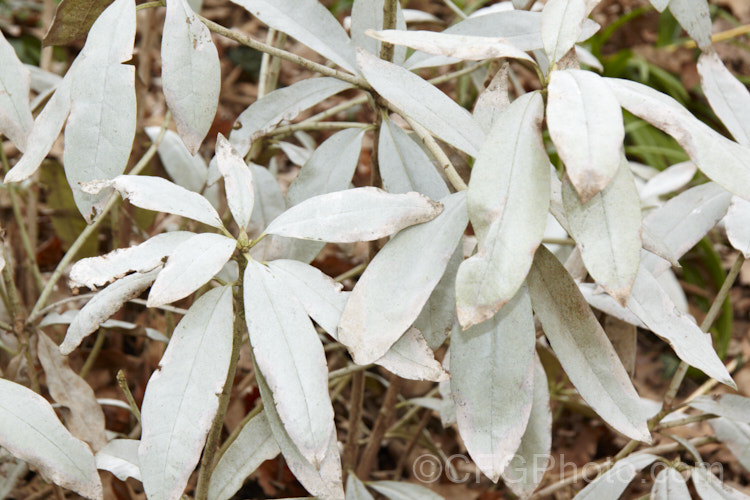 A rhododendron showing the signs of severe damage by thrips. The silvering of the foliage occurs when the thrips, which are found on the undersides of the leaves, suck most of the sap from between the layers of the leaf. This damage is not reversible, but if treated the plant may be able to produce new foliage and recover. pests-and-diseases-3512htm'>Plant. Pests and Diseases</a>