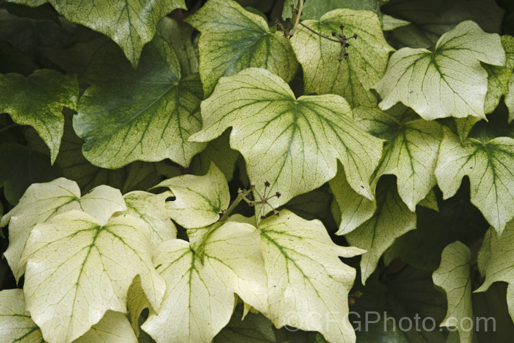 Although variegated ivies are common, this particular. Hedera helix is not naturally this pale. It is showing chlorosis, a condition where the leaves loose their colour but the veins remain green. It can be caused by various nutrient deficiencies , most often iron or magnesium, that inhibit the production of chlorophyll, the pigment that gives leaves their green colour. If not too advanced, this condition can be reversed.