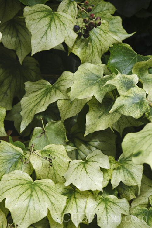 Although variegated ivies are common, this particular. Hedera helix is not naturally this pale. It is showing chlorosis, a condition where the leaves loose their colour but the veins remain green. It can be caused by various nutrient deficiencies , most often iron or magnesium, that inhibit the production of chlorophyll, the pigment that gives leaves their green colour. If not too advanced, this condition can be reversed.