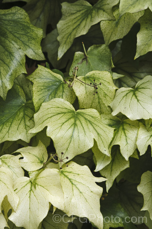 Although variegated ivies are common, this particular. Hedera helix is not naturally this pale. It is showing chlorosis, a condition where the leaves loose their colour but the veins remain green. It can be caused by various nutrient deficiencies , most often iron or magnesium, that inhibit the production of chlorophyll, the pigment that gives leaves their green colour. If not too advanced, this condition can be reversed.