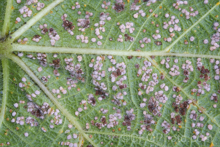 Developing hollyhock rust (<i>Puccinia malvacearum</i>) on the underside of the foliage. When ready to shed spores, the capsules will turn a rusty red colour. pests-and-diseases-3512htm'>Plant. Pests and Diseases</a>