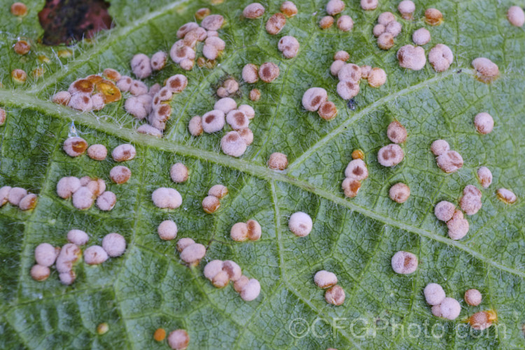 Developing hollyhock rust (<i>Puccinia malvacearum</i>) on the underside of the foliage. When ready to shed spores, the capsules will turn a rusty red colour. pests-and-diseases-3512htm'>Plant. Pests and Diseases</a>