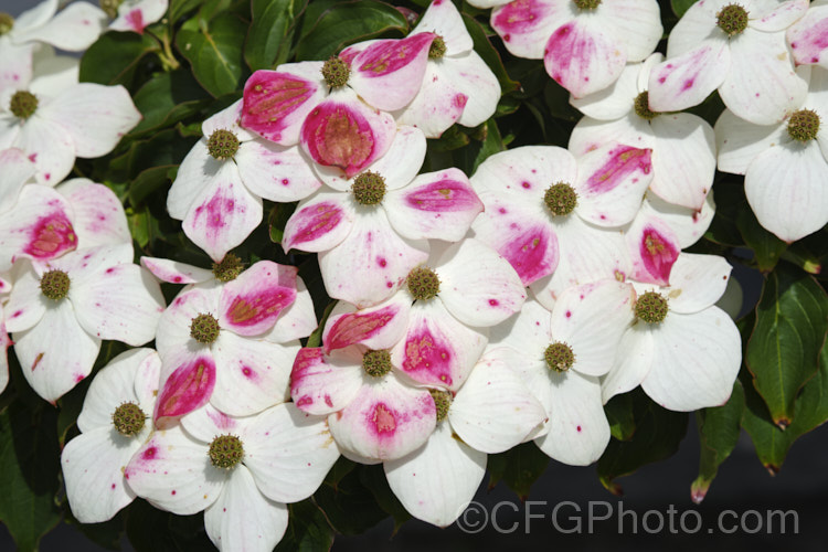 Cornus kousa var. chinensis flower bracts redden with age, but as they change colour they start to decay and the reddening often coincides with patches of botrytis, as seen here. pests-and-diseases-3512htm'>Plant. Pests and Diseases</a>