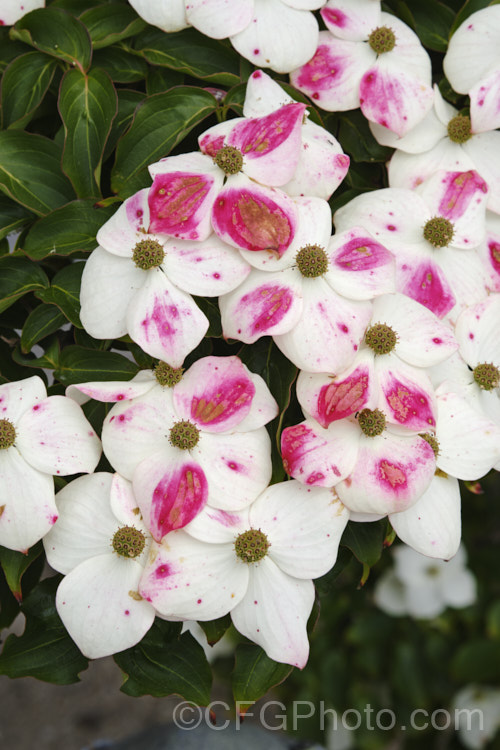 Cornus kousa var. chinensis flower bracts redden with age, but as they change colour they start to decay and the reddening often coincides with patches of botrytis, as seen here. pests-and-diseases-3512htm'>Plant. Pests and Diseases</a>