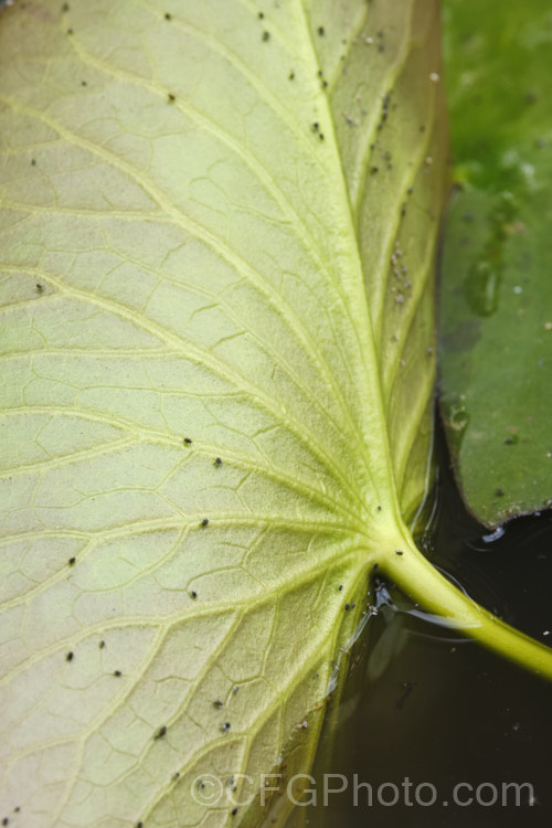 Aphids on the underside of a waterlily leaf. Aphids are a significant pest on waterlilies, reducing their vigour and spreading disease. Of course, they only get to the underside of the foliage if a leaf is overturned, usually by wind. pests-and-diseases-3512htm'>Plant. Pests and Diseases</a>