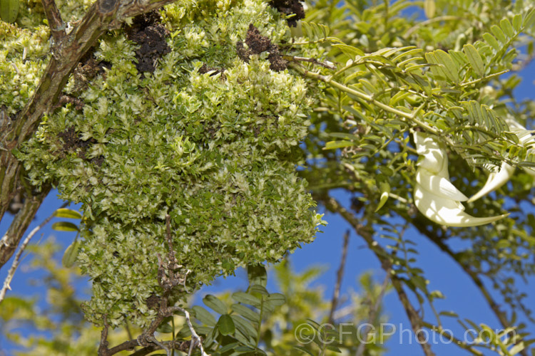 A witch's broom growing on a white-flowered Kaka Beak (<i>Clianthus puniceus 'Alba'). Witch's brooms are a deformed growths that develop on woody plants where they have been damaged by pests or diseases. They usually take the forms of a congested mass of very small leaves and twigs and may sometimes also produce flowers. A few cultivars have been developed form material taken from witch's brooms. pests-and-diseases-3512htm'>Plant. Pests and Diseases</a>