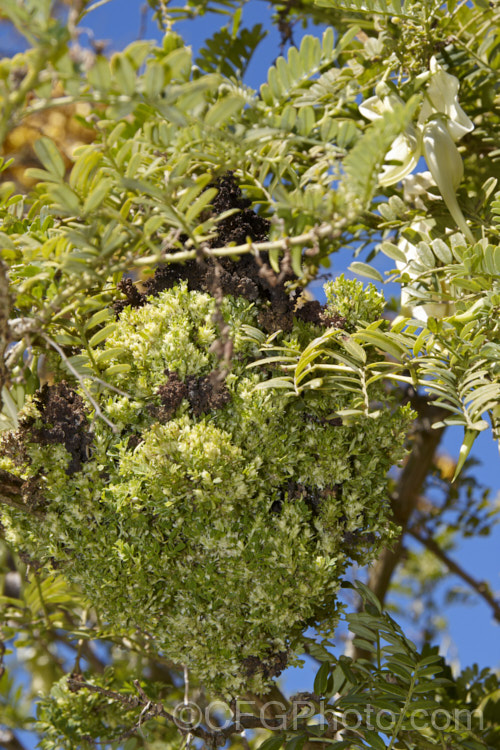 A witch's broom growing on a white-flowered Kaka Beak (<i>Clianthus puniceus 'Alba'). Witch's brooms are a deformed growths that develop on woody plants where they have been damaged by pests or diseases. They usually take the forms of a congested mass of very small leaves and twigs and may sometimes also produce flowers. A few cultivars have been developed form material taken from witch's brooms. pests-and-diseases-3512htm'>Plant. Pests and Diseases</a>