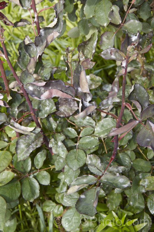 Powdery mildew on a 'Blackberry. Nip; rose bush. Powdery mildew is not a single disease but a range of fungal problems of the order. Erysiphales that are usually specific to a family of plant hosts. They are, however, generally similar in appearance, characterised by the powdery white or pale grey deposit that forms mainly on the upper surfaces of the leaves or sometimes on fruit. pests-and-diseases-3512htm'>Plant. Pests and Diseases</a>