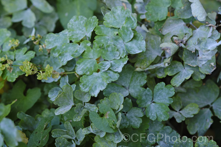 Powdery mildew on a Granny's Bonnet or European Columbine (<i>Aquilegia vulgaris</i>), a spring- to early summer-flowering perennial native to Europe. Powdery mildew is common on this plant in the autumn. pests-and-diseases-3512htm'>Plant. Pests and Diseases</a>